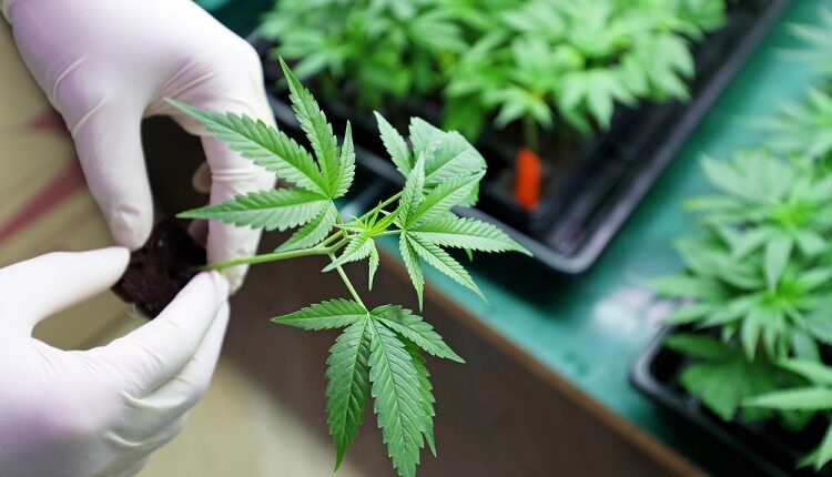 Marijuana
