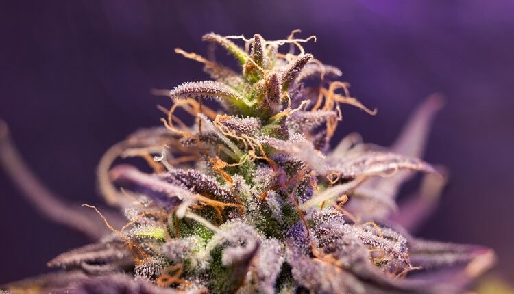 Autoflowering